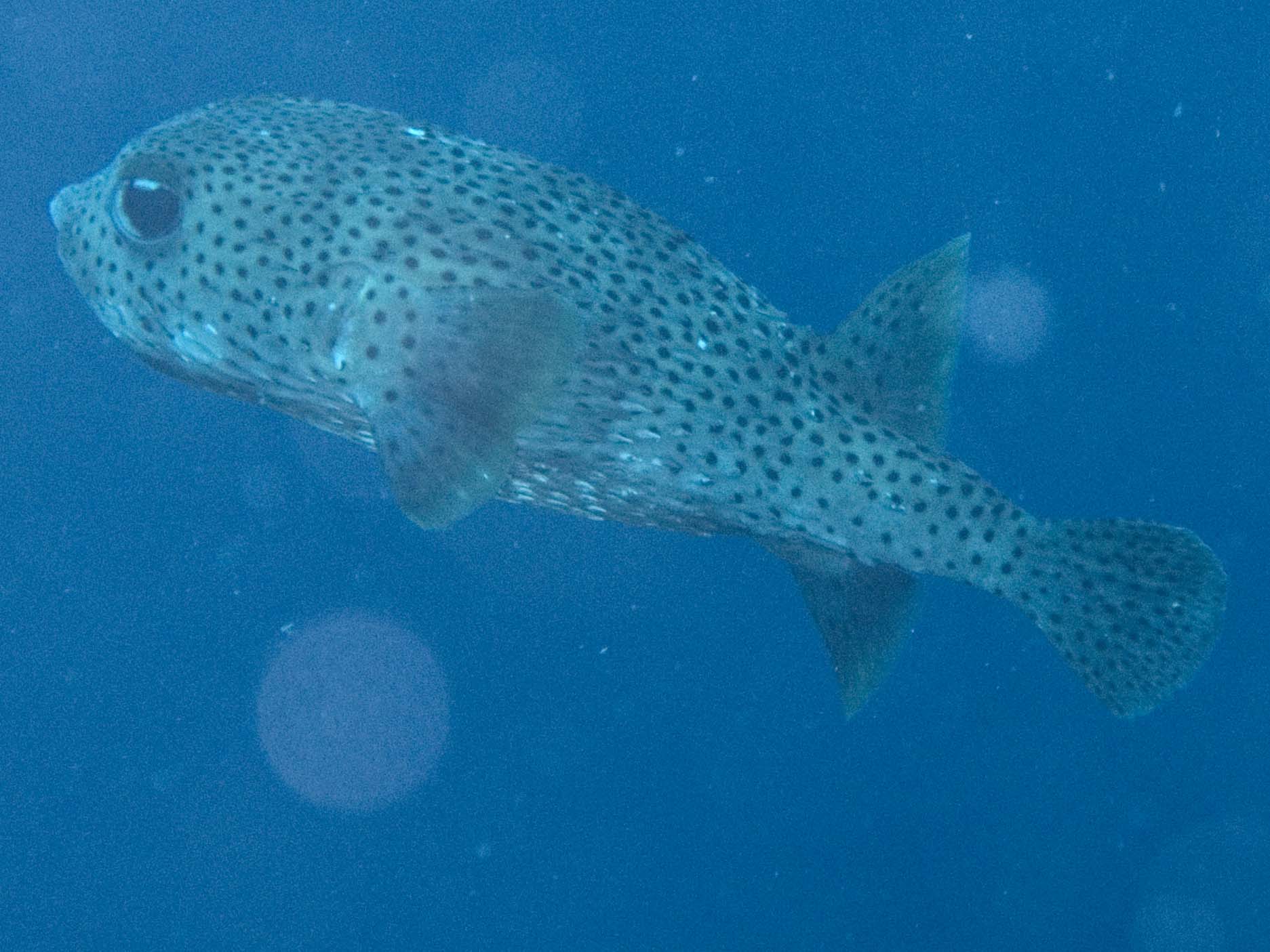 gal/Bonaire 2006/PorcupineCropped5x3.jpg